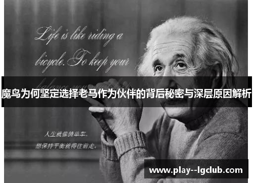 魔鸟为何坚定选择老马作为伙伴的背后秘密与深层原因解析